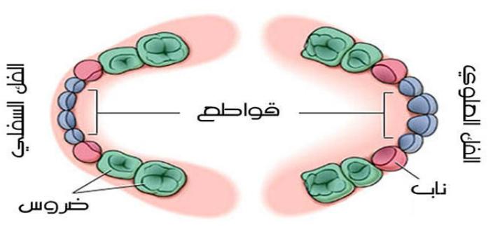 الأسنان اللبنية